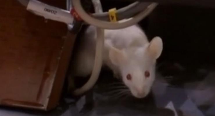 Колумбийские депутаты забросали коллег крысами