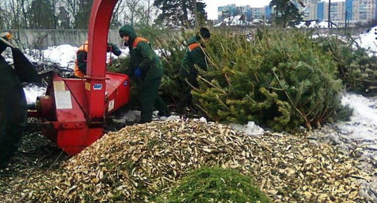 В Киеве уже открыли пункт приема новогодних елок