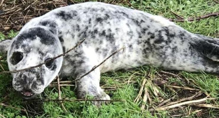 В Великобритании в саду за домом нашли детеныша тюленя