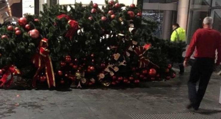 В Борисполе упала огромная новогодняя елка