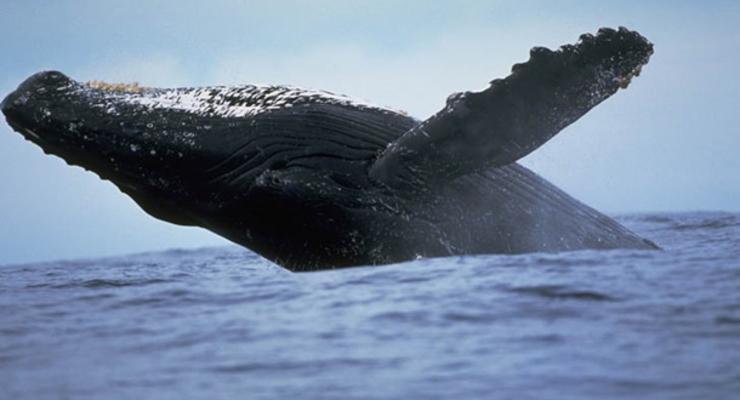 Япония отменяет 30-летний мораторий на охоту на китов