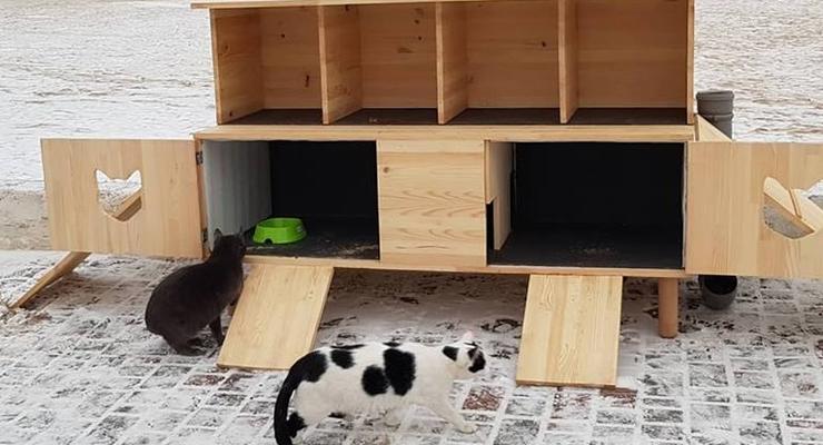 На одесском пляже котам построили "мини-коммуналку" с кормушкой