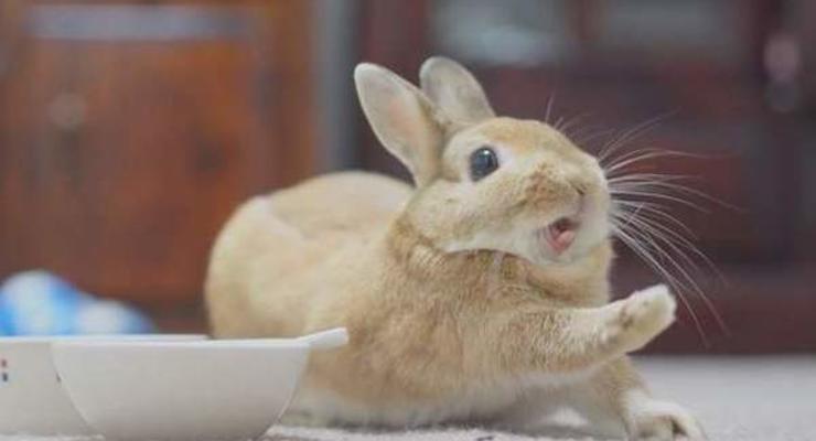Жителя Одесской области посадили на три года за кражу кролика