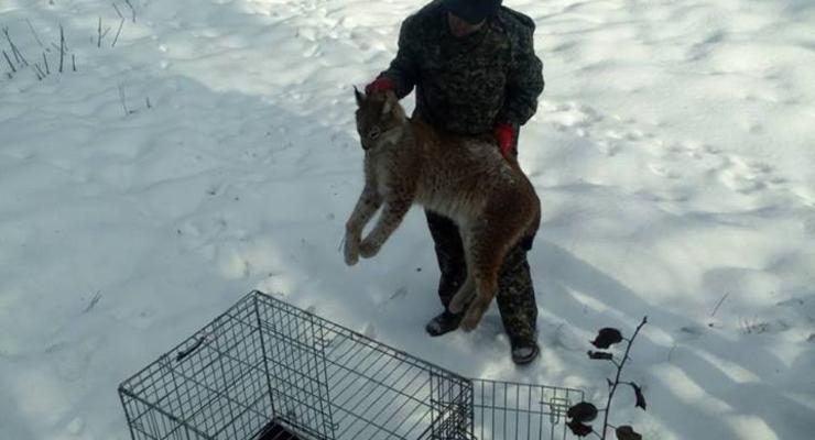 В Житомире возле медцентра поймали рысь