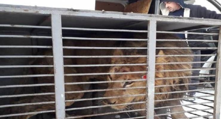 В запорожском зоопарке умер один из замученных в Покровске львов