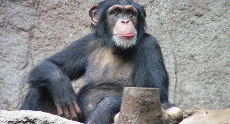 В Швейцарии разрешили референдум о наделении шимпанзе правами человека