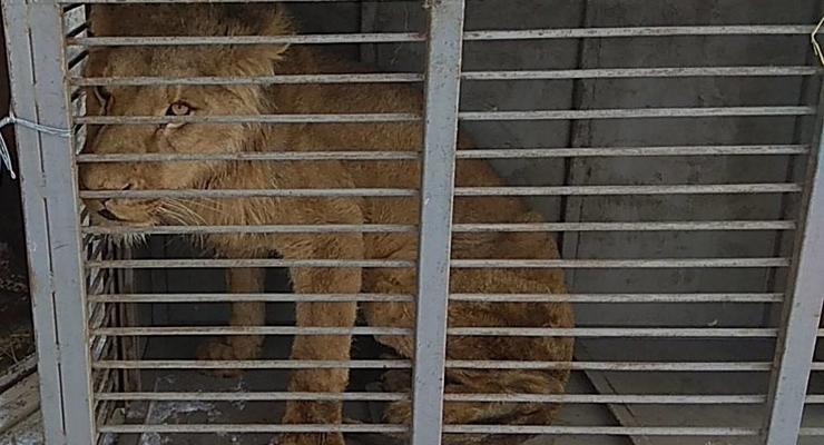 Из зоопарка на Донбассе забрали истощенного льва