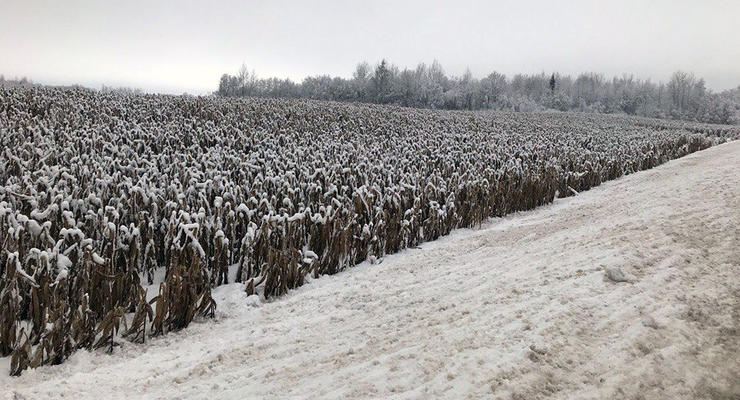 Под Полтавой и Кропивницким на полях выпало рекордное количество снега