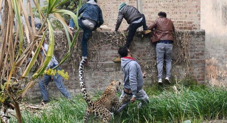 В Индии леопард напал на деревню: четверо пострадавших