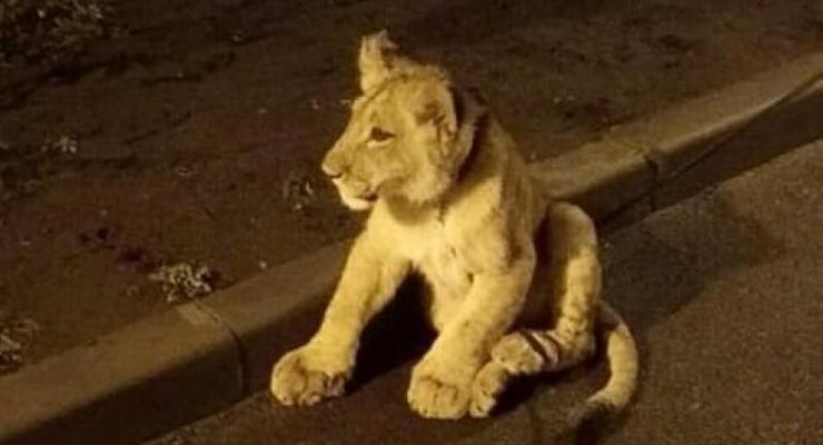 На улице Одессы заметили львенка