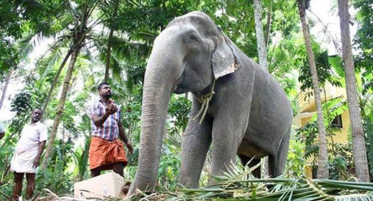 В Индии умерла самая старая слониха в мире