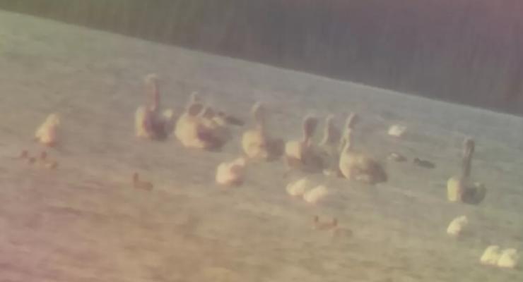 "Весенняя" аномалия: Пеликаны и цапли прилетели на лиманы под Одессу