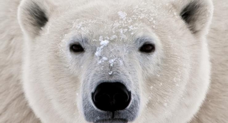 Нашествие белых медведей: На севере России ввели режим ЧС