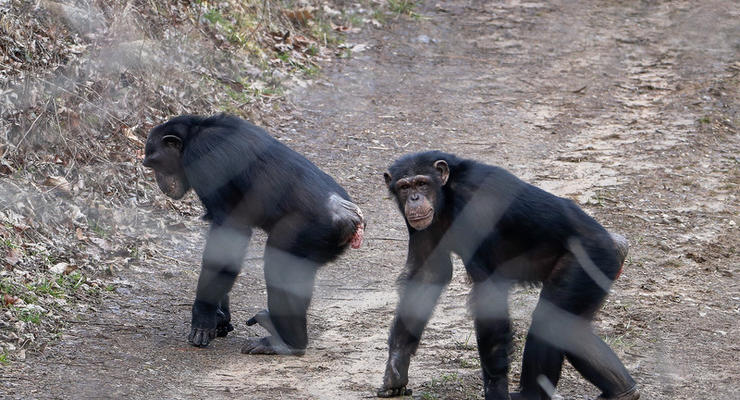 Шимпанзе сбежали из вольера с помощью ветки
