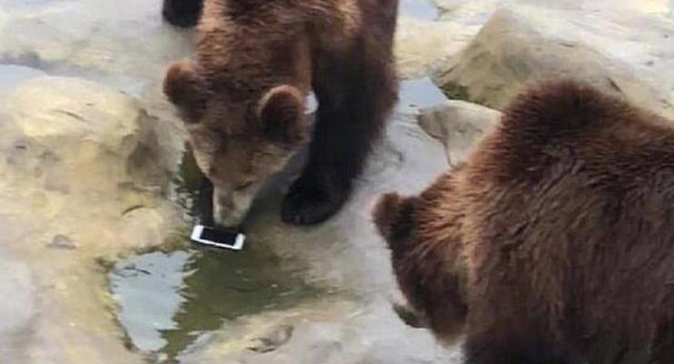 Турист "покормил" медведей своим iPhone