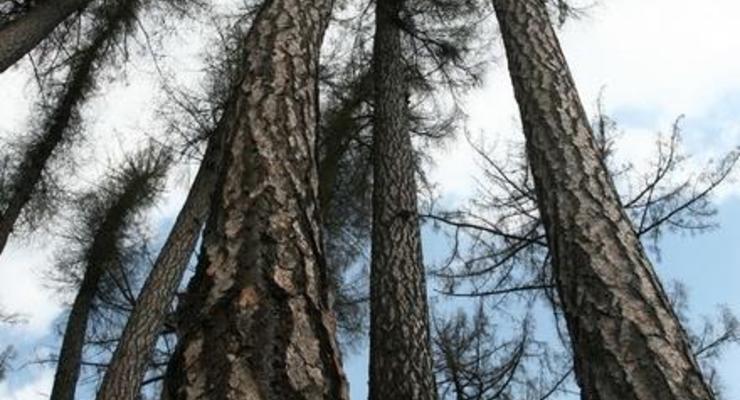 В Житомирской области нашли привязанный к дереву труп