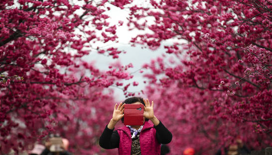 В Китае массово зацвела сакура