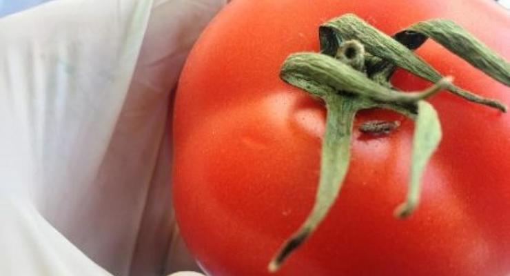В польских помидорах обнаружили вредителей
