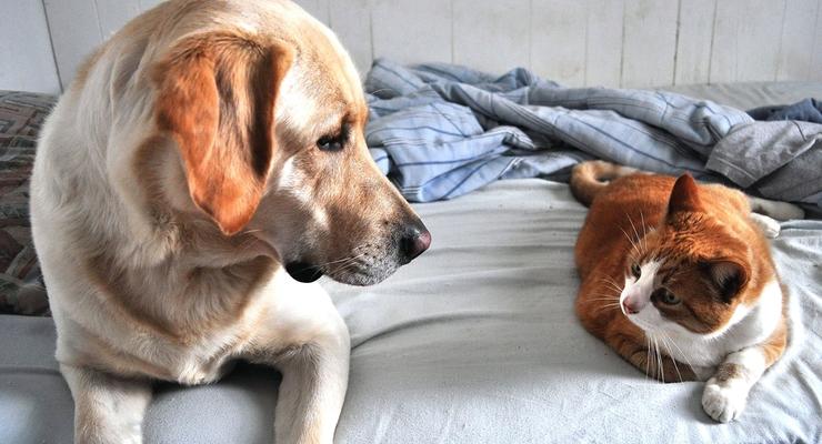 Собаки vs коты: кого украинцы любят больше