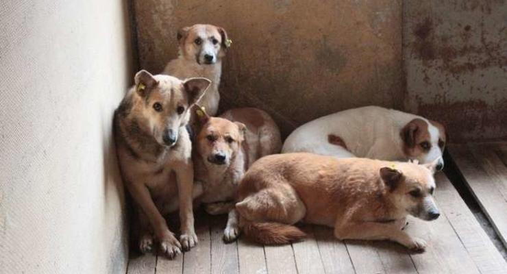 В Черновцах массово травят собак