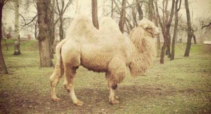 В Запорожье верблюд откусил палец посетителю парка