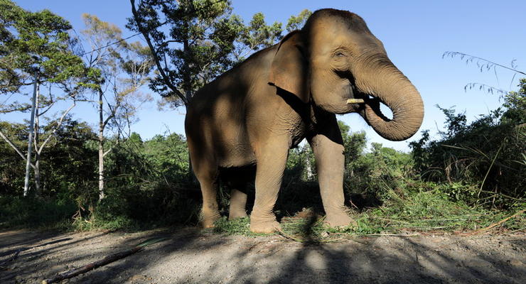 В Таиланде игривый слон "утопил" туристов