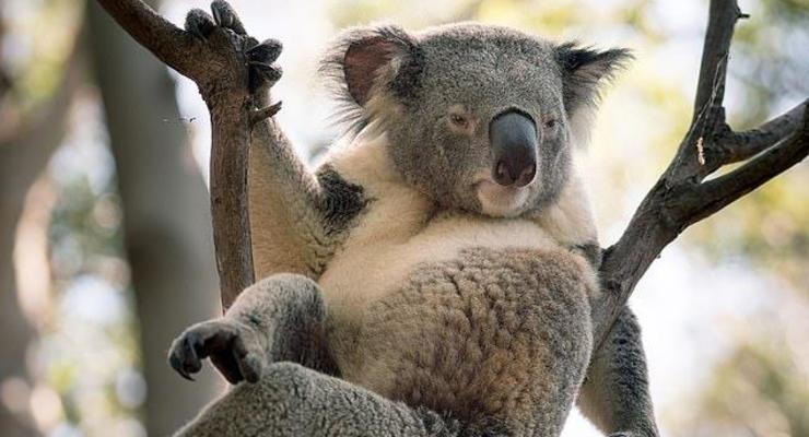 В Австралии на фото попала "сексуальная" коала