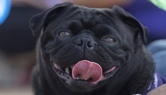 В ФРГ у должников конфисковали пса и продали его в интернете