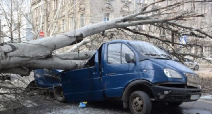 В Николаеве рухнувшее дерево раздавило авто