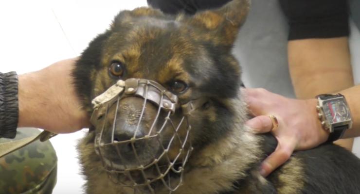 На Донбассе заработала "скорая помощь" для собак