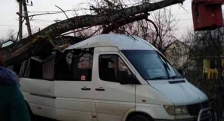 Под Киевом рухнувшее дерево раздавило маршрутку