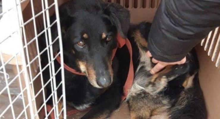 В Ирпене коммунальщики похитили собаку на глазах у хозяина