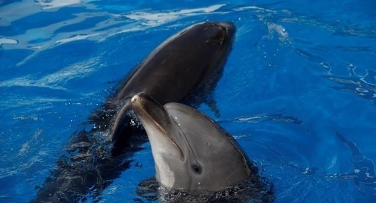 Дельфинов в Черном море пересчитают с неба