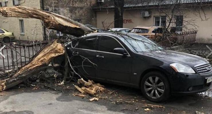 В Киеве дерево упало на Infiniti, в Коцюбинском - заблокировало трассу