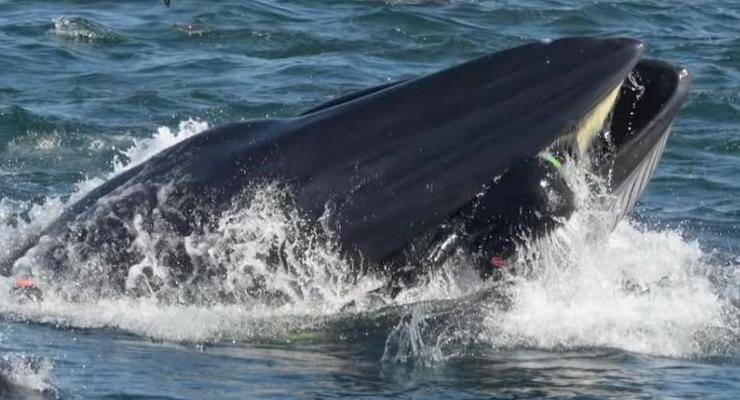 В ЮАР кит проглотил дайвера, затем выплюнул его живым