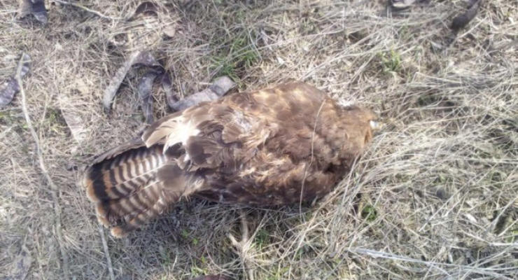 Массовую гибель птиц и животных выявили в Запорожской области