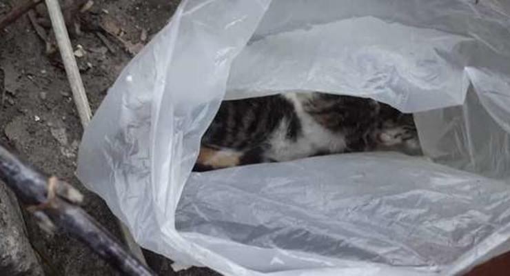 В Днепре пятеро котят выбросили в пакете на свалку