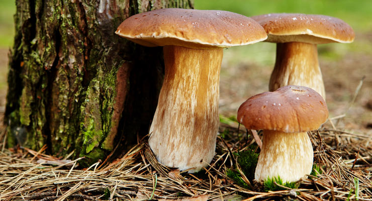 Больше грибов - меньше проблем в старости