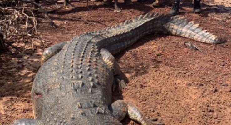 В Австралии поймали 600-килограммового крокодила-хулигана