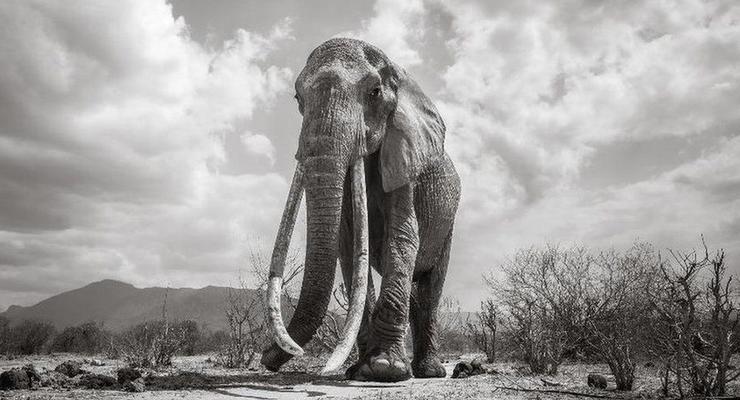 "Королева слонов" умерла в Африке