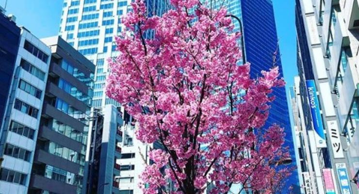 В Японии началось цветение сакуры