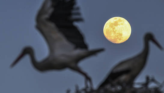 Сегодня украинцы смогут увидеть Суперлуну