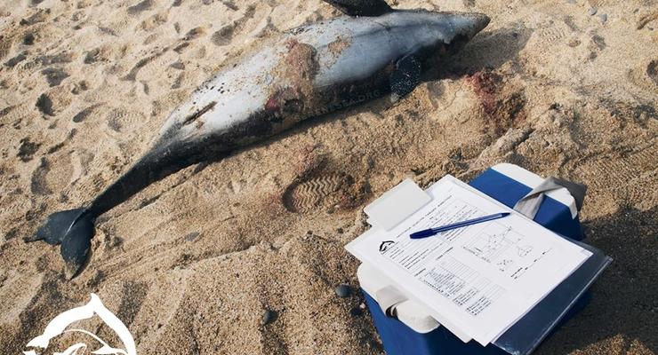 В Крыму браконьеры массово убивают дельфинов
