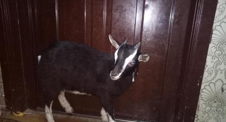 В Киеве из дома выбросили живую козу