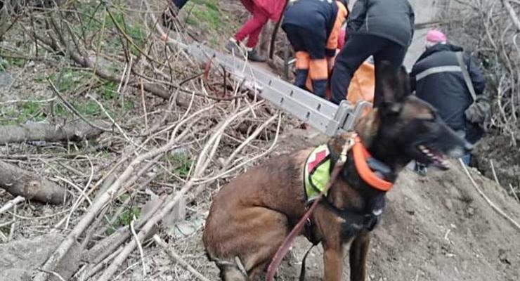 В Днепре пес спас женщину, которая пропала без вести