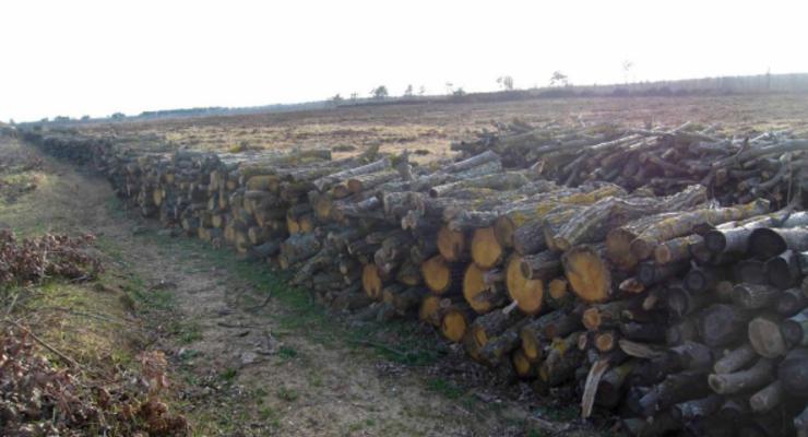В Керчи уничтожают лес с редкими деревьями