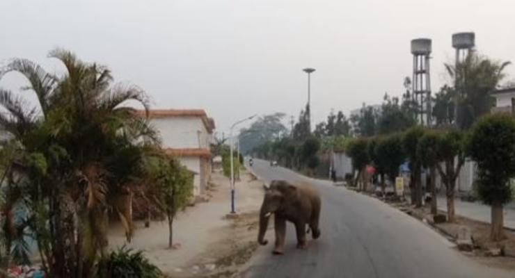 В Китае дикий слон разгромил поселок