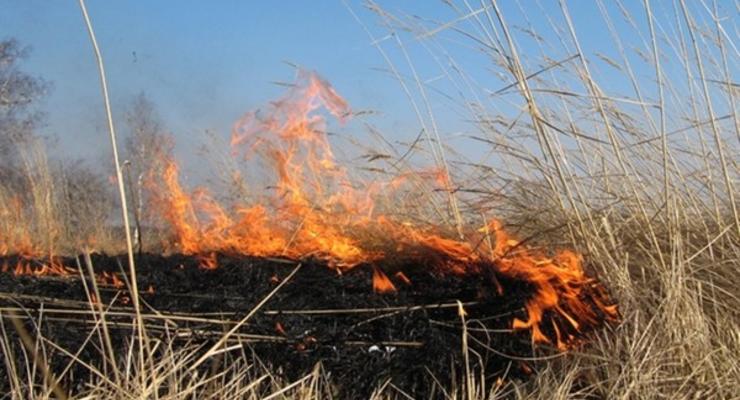 Штраф за сжигание листьев и сухостоя хотят увеличить до 40 тыс грн