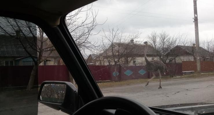 В Хмельницкой области движение на трассе заблокировал страус – соцсети