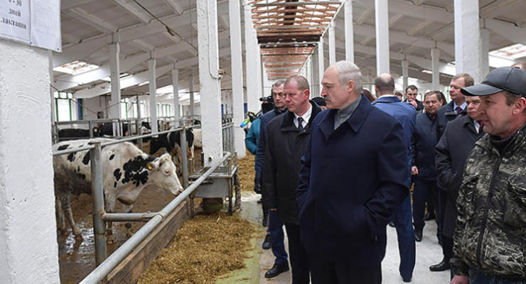 Лукашенко: Коровы обошлись стране на вес золота